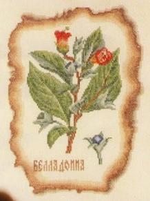 Atropa Belladonna