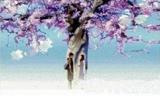 Đại thụ hoa tím Đại thụ hoa tím