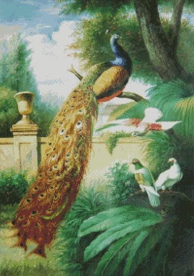 Golden peacock 2