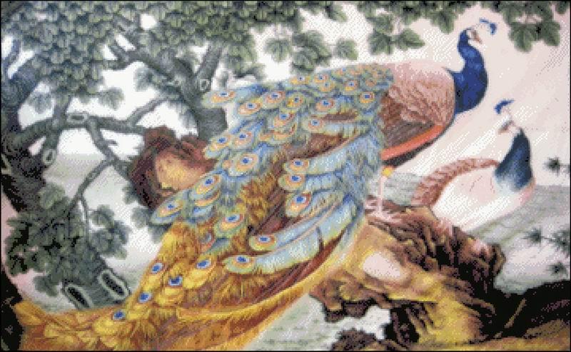 Golden peacock
