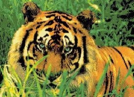 Green Grass Tiger Walk