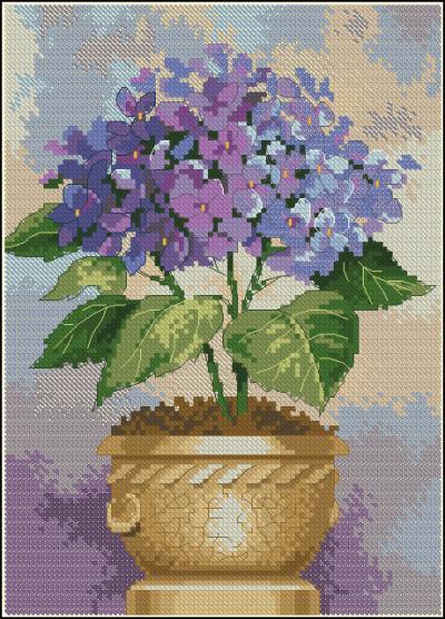 Hydrangea in bloom
