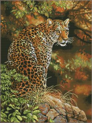 Leopards Gaze