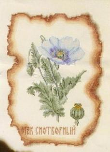 Papaver Somniferum