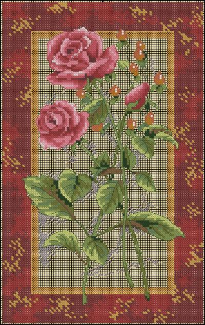 Rose splendor