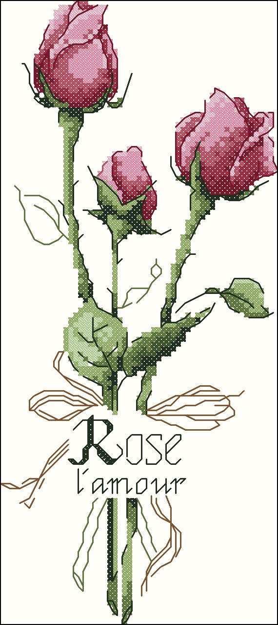 Rose1