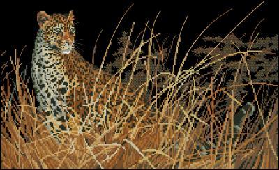 The leopard hunts alone
