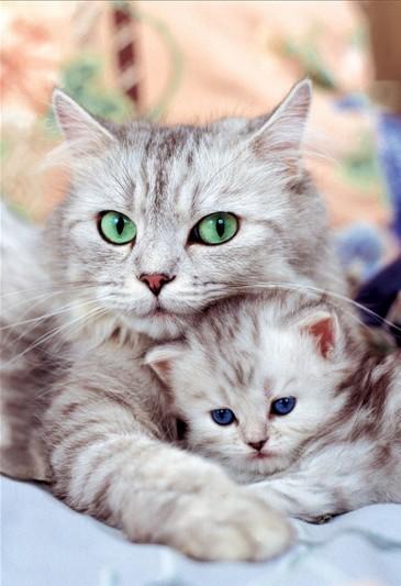 Tranh Thêu Chứ Thập Mèo Mẹ Và Mèo Con